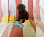 Small Photo #105 Miniature Bernedoodle Puppy For Sale in AUBURNDALE, FL, USA