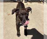 Small #2 Plott Hound Mix