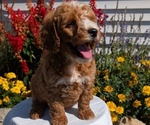 Small #9 Goldendoodle (Miniature)