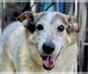 Desert Dog White Knight - Male Cattledog Shepherd Dog for Adoption - Photo #2