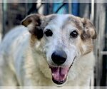 Small #1 Australian Cattle Dog-German Shepherd Dog Mix