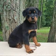 Medium Rottweiler