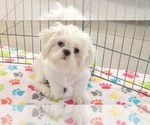 Small #6 Shih Tzu