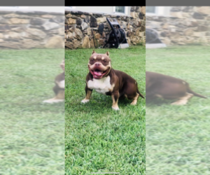 Father of the American Bully puppies born on 10/03/2019