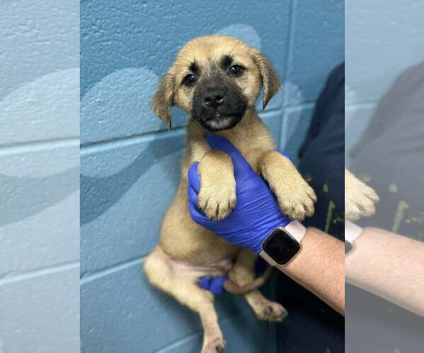 Medium Photo #2 Shepradors Puppy For Sale in SHERBURNE, NY, USA