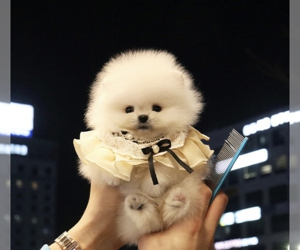 Medium Photo #3 Pomeranian Puppy For Sale in CHINO HILLS, CA, USA