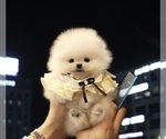 Small Photo #3 Pomeranian Puppy For Sale in CHINO HILLS, CA, USA