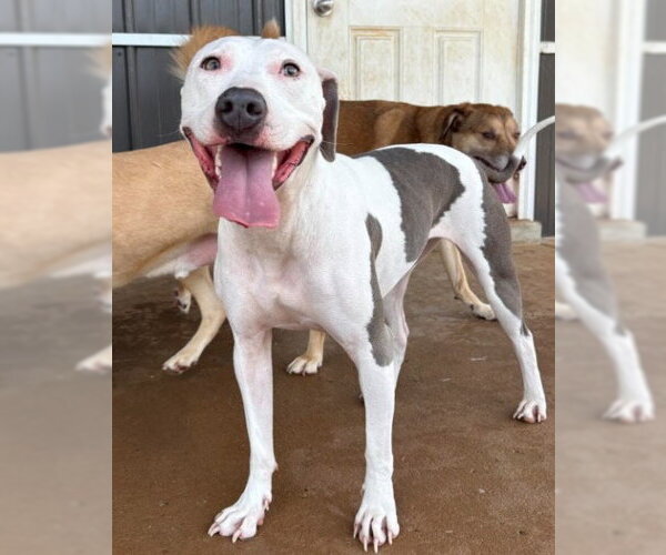 Medium Photo #3 Mutt Puppy For Sale in Munford, TN, USA