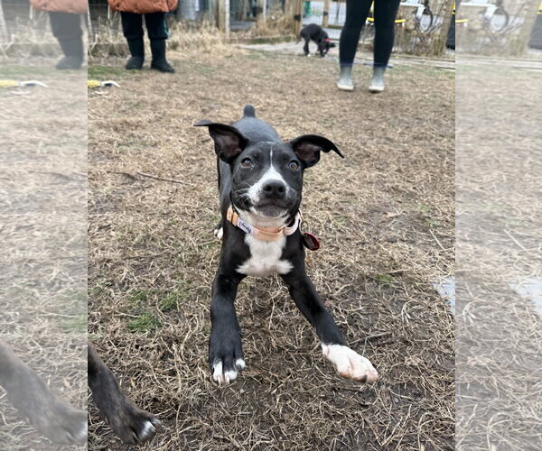 Medium Photo #5 Boston Huahua Puppy For Sale in Wakefield, RI, USA