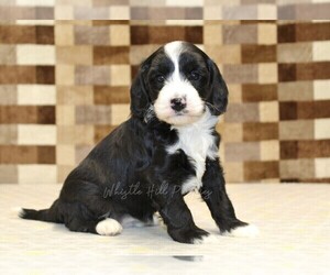 Bernedoodle (Miniature)-Cavapoo (Miniature) Mix Puppy for sale in DENVER, PA, USA