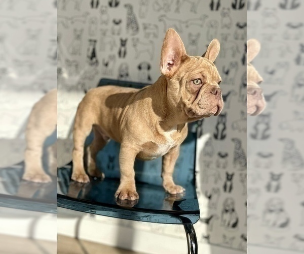 Medium Photo #3 French Bulldog Puppy For Sale in LOMA MAR, CA, USA