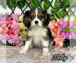 Image preview for Ad Listing. Nickname: Nelly