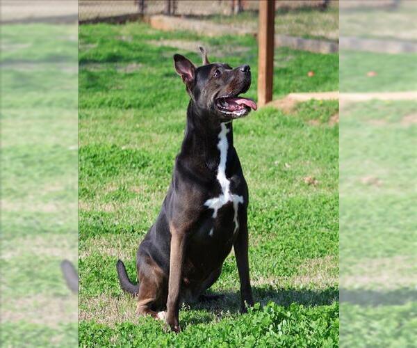 Medium Photo #3 Labrador Retriever-Unknown Mix Puppy For Sale in Grovetown, GA, USA