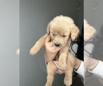 Small Photo #11 Goldendoodle Puppy For Sale in BAKERSFIELD, CA, USA