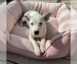 Small Photo #3 Chihuahua-Unknown Mix Puppy For Sale in MIDWAY, UT, USA