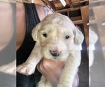 Small Photo #9 English Cream Golden Retriever Puppy For Sale in VACAVILLE, CA, USA