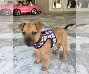 Huncho - Male Black Mouth Cur-Boxer Mix Dog for Adoption - Photo #11