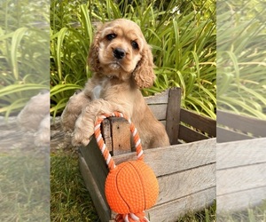 Cocker Spaniel Puppy for sale in MIDDLEBURY, IN, USA