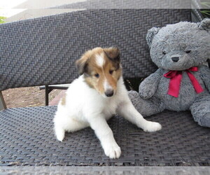 Collie Puppy for sale in PALM BAY, FL, USA
