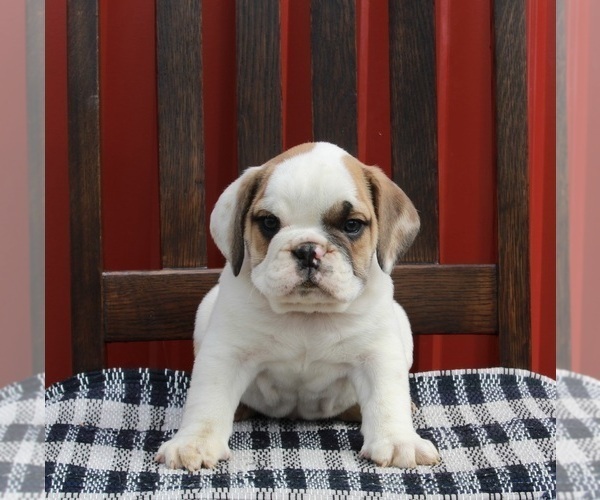 Medium Photo #1 Beabull Puppy For Sale in FREDERICKSBURG, OH, USA