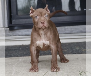 American Bully Puppy for sale in CHAMPAIGN, IL, USA