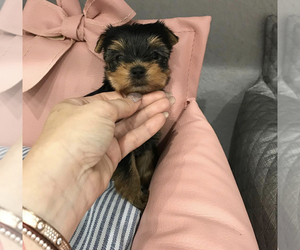 -YorkiePoo Mix Puppy for sale in ST HEIGHTS, MI, USA