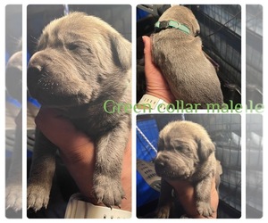 Cane Corso Puppy for sale in MODESTO, CA, USA