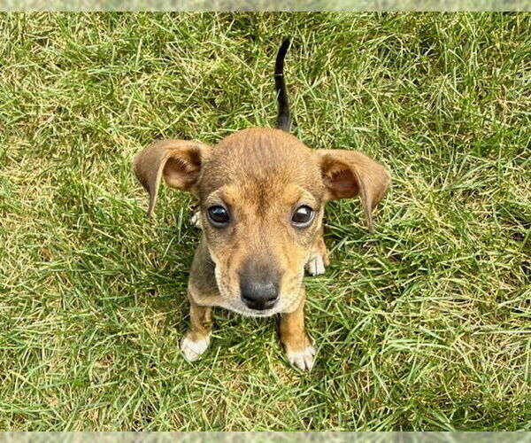 Medium Photo #2 Chihuahua-Unknown Mix Puppy For Sale in Plainfield, IL, USA