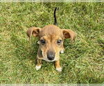Small #1 Chihuahua Mix