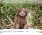 Small #9 ShihPoo