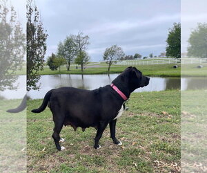 Patty - Female Labrador Retriever-Unknown Mix Dog for Adoption - Photo #2