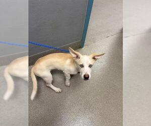 Labrador Retriever-Unknown Mix Dogs for adoption in Las Vegas, NV, USA