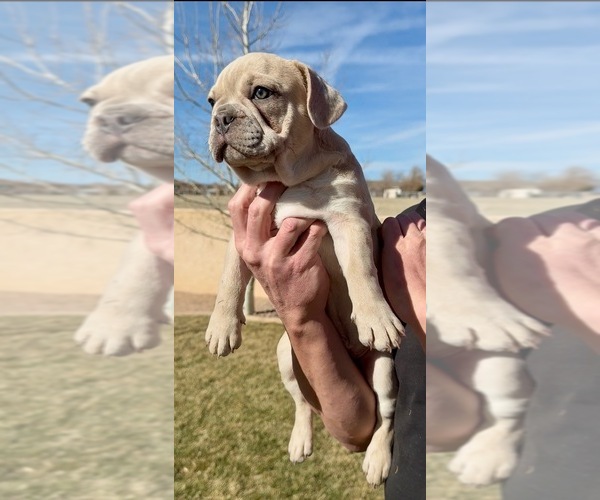 Medium Photo #1 French Bulldog Puppy For Sale in PUEBLO, CO, USA