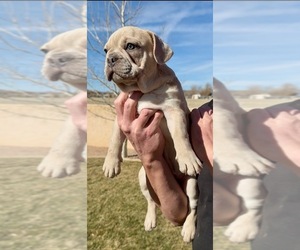 Medium French Bulldog