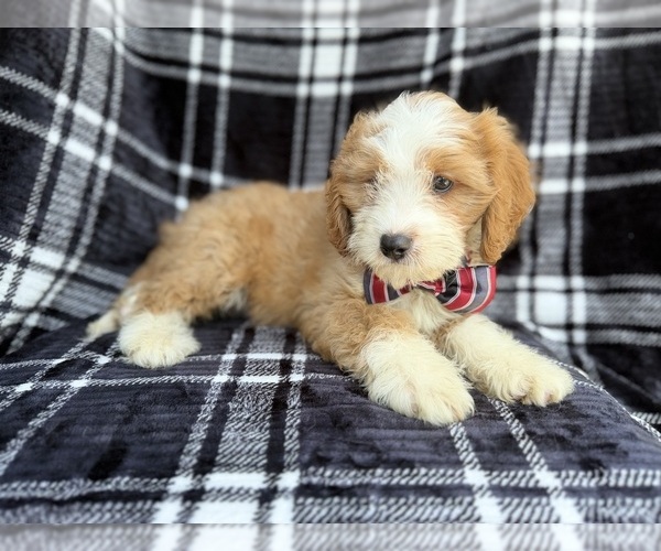 Medium Photo #4 Cavapoo (Miniature) Puppy For Sale in LAKELAND, FL, USA