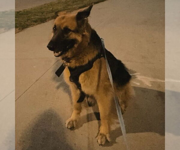 Medium Photo #35 German Shepherd Dog Puppy For Sale in Fargo, ND, USA