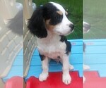 Small Photo #87 Australian Shepherd-Cavalier King Charles Spaniel Mix Puppy For Sale in HOWLAND, OH, USA
