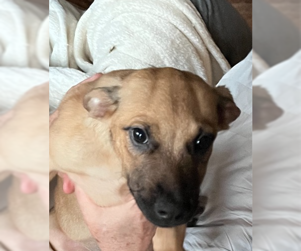 Medium Photo #4 Mutt Puppy For Sale in Decatur, GA, USA