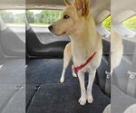 Small #8 Huskies  Mix