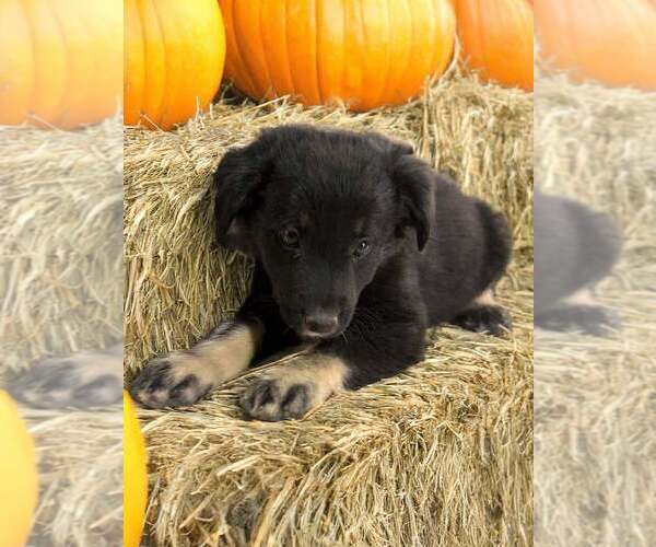 Medium Photo #4 Australian Shepherd Puppy For Sale in WILLIAMS, AZ, USA