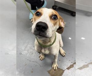 Mutt Dogs for adoption in Peoria, IL, USA