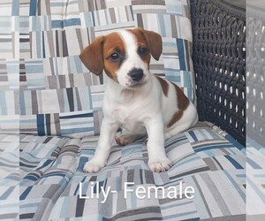 Jack Russell Terrier Puppy for sale in LAWRENCE TOWNSHIP, NJ, USA