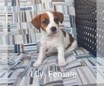 Small Photo #1 Jack Russell Terrier Puppy For Sale in LAWRENCE TOWNSHIP, NJ, USA