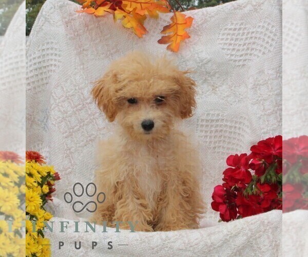 Medium Photo #1 Bichpoo Puppy For Sale in RISING SUN, MD, USA