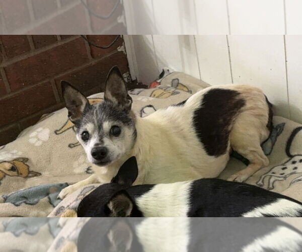Medium Photo #3 Chihuahua-Unknown Mix Puppy For Sale in Mooresville, NC, USA