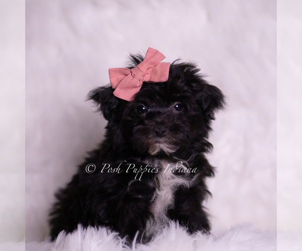 Medium Photo #1 Morkie Puppy For Sale in WARSAW, IN, USA
