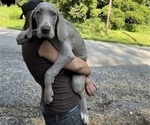 Small Photo #166 Great Dane Puppy For Sale in SPRAGGS, PA, USA