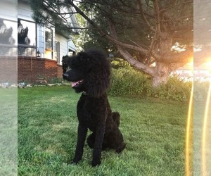 Father of the Goldendoodle puppies born on 05/10/2025