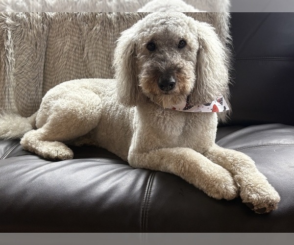 Medium Photo #1 Goldendoodle Puppy For Sale in CORVALLIS, OR, USA