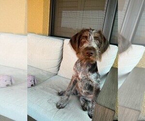 German Wirehaired Pointer Puppy for sale in JACKSONVILLE, FL, USA